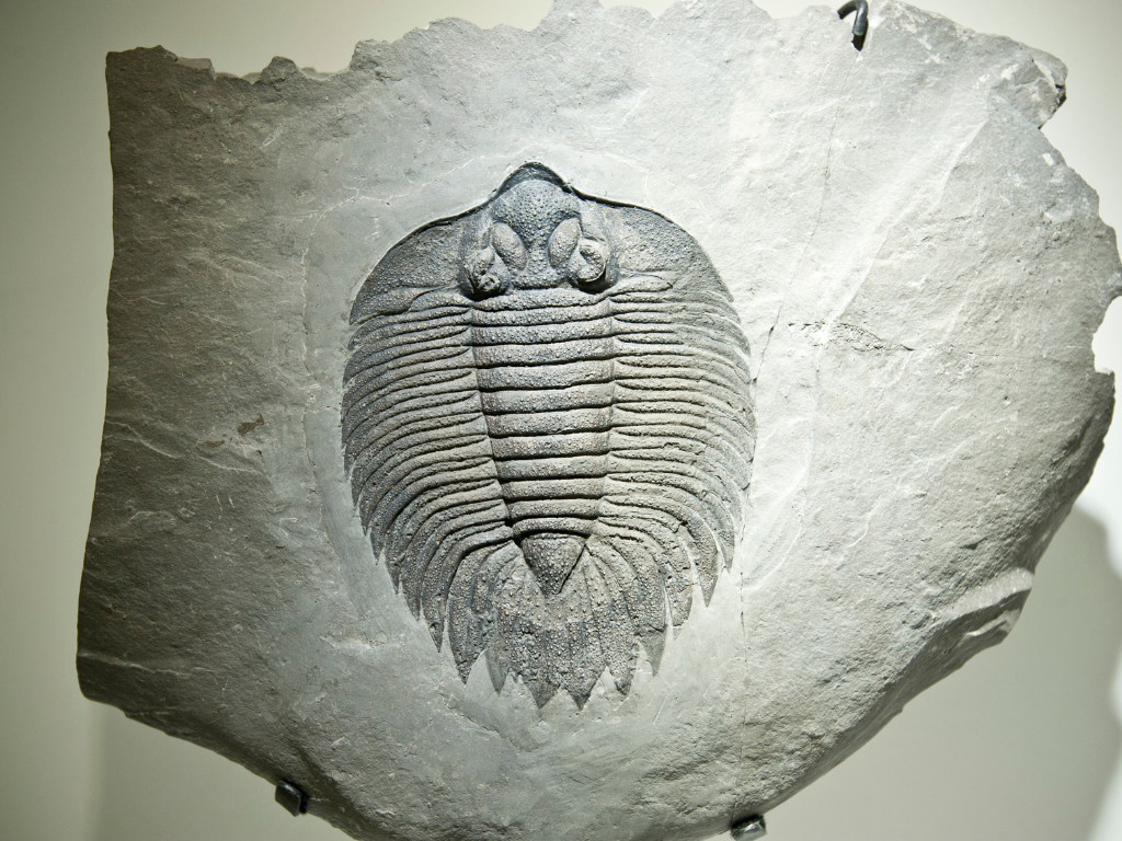Fossile de trilobite